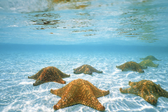 aquarium