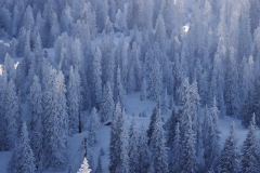 snowtrees