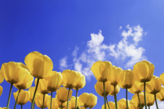 tulips