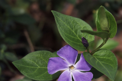 vinca