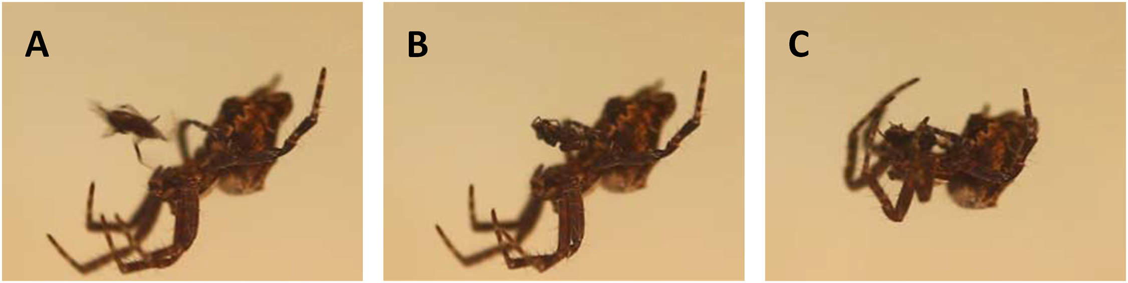 Насекомое убивающее партнера после спаривания. Половые органы самца паука. Паук который съедает самца после спаривания.